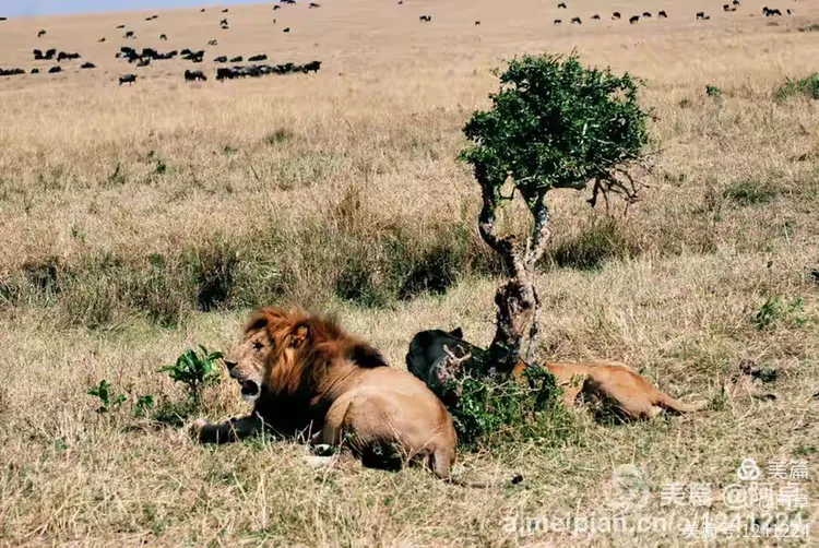 塞伦盖蒂草原之风光篇